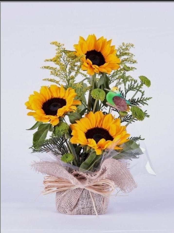 Girasol x 3 con yute – floristería chia